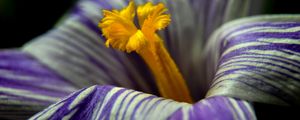 Preview wallpaper crocus, flower, macro, petals