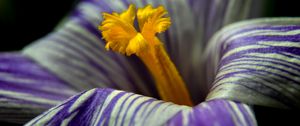 Preview wallpaper crocus, flower, macro, petals