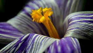 Preview wallpaper crocus, flower, macro, petals