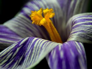 Preview wallpaper crocus, flower, macro, petals