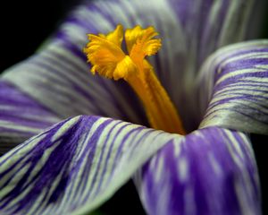 Preview wallpaper crocus, flower, macro, petals