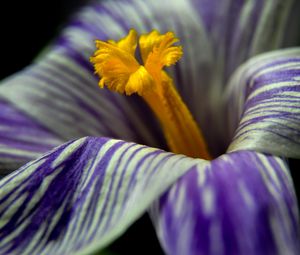 Preview wallpaper crocus, flower, macro, petals