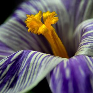 Preview wallpaper crocus, flower, macro, petals