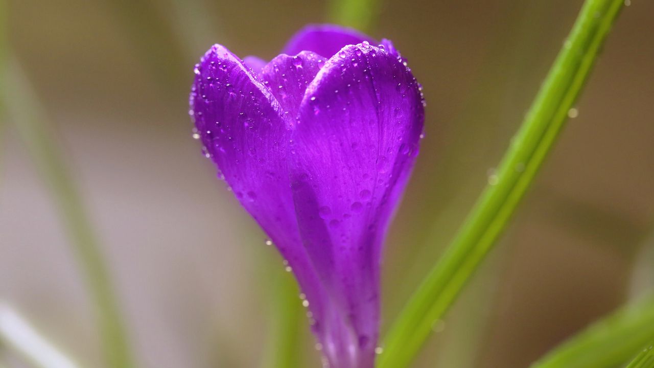 Wallpaper crocus, flower, macro, drops