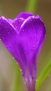 Preview wallpaper crocus, flower, macro, drops