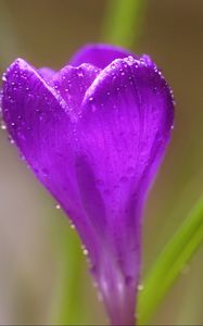 Preview wallpaper crocus, flower, macro, drops