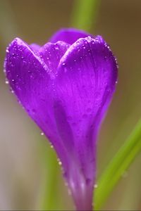 Preview wallpaper crocus, flower, macro, drops