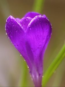 Preview wallpaper crocus, flower, macro, drops