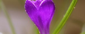 Preview wallpaper crocus, flower, macro, drops