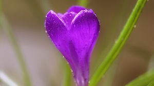 Preview wallpaper crocus, flower, macro, drops