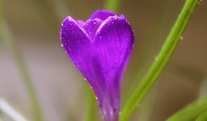 Preview wallpaper crocus, flower, macro, drops