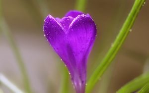 Preview wallpaper crocus, flower, macro, drops