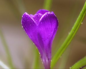 Preview wallpaper crocus, flower, macro, drops