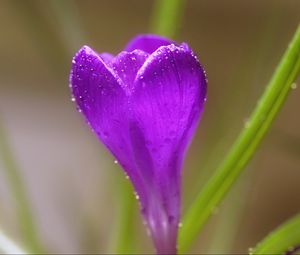 Preview wallpaper crocus, flower, macro, drops