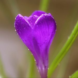 Preview wallpaper crocus, flower, macro, drops