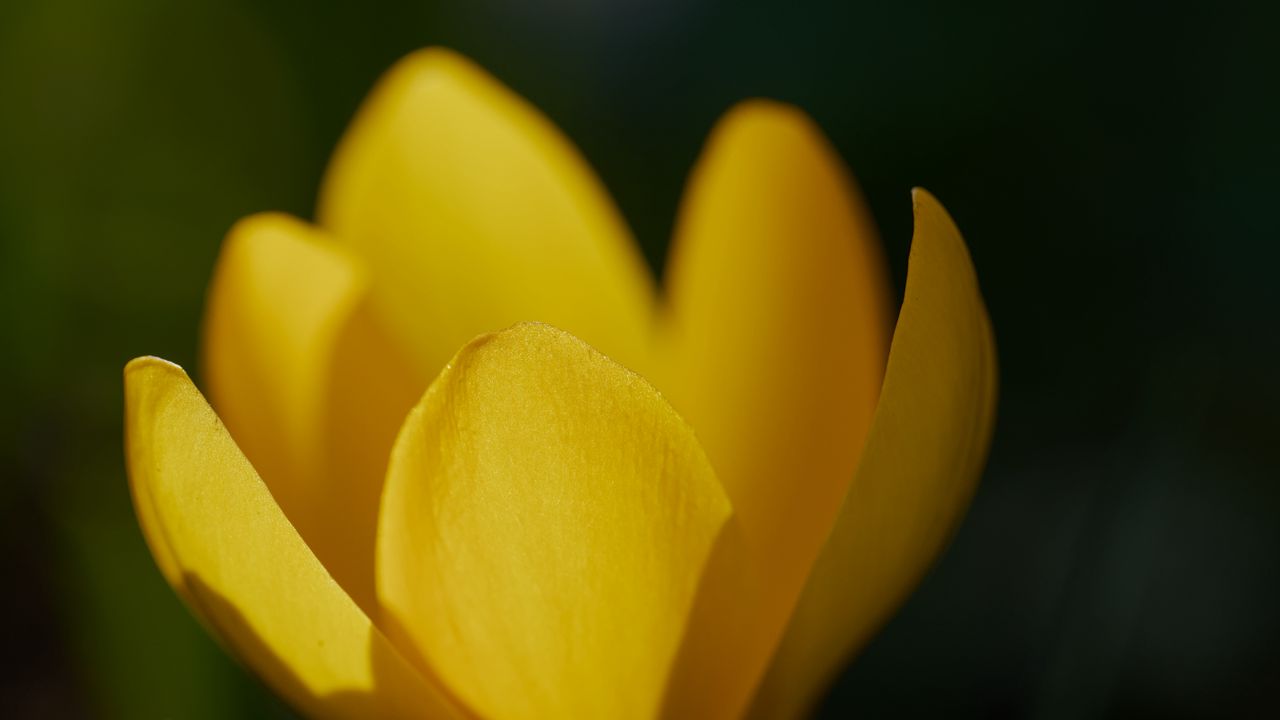 Wallpaper crocus, flower, macro, petals, plant, yellow