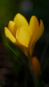 Preview wallpaper crocus, flower, macro, petals, plant, yellow