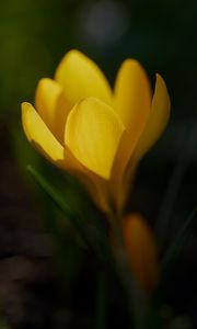 Preview wallpaper crocus, flower, macro, petals, plant, yellow