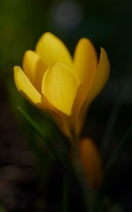Preview wallpaper crocus, flower, macro, petals, plant, yellow