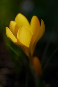 Preview wallpaper crocus, flower, macro, petals, plant, yellow