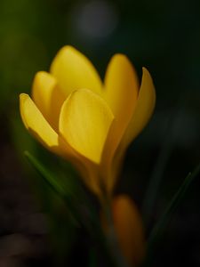 Preview wallpaper crocus, flower, macro, petals, plant, yellow