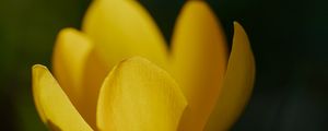 Preview wallpaper crocus, flower, macro, petals, plant, yellow