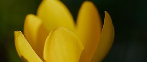 Preview wallpaper crocus, flower, macro, petals, plant, yellow