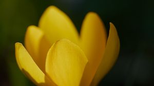 Preview wallpaper crocus, flower, macro, petals, plant, yellow