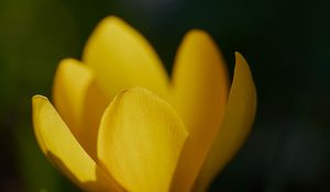 Preview wallpaper crocus, flower, macro, petals, plant, yellow