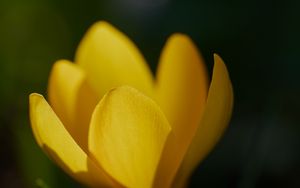 Preview wallpaper crocus, flower, macro, petals, plant, yellow