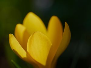 Preview wallpaper crocus, flower, macro, petals, plant, yellow