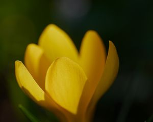 Preview wallpaper crocus, flower, macro, petals, plant, yellow