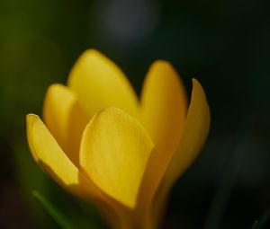 Preview wallpaper crocus, flower, macro, petals, plant, yellow