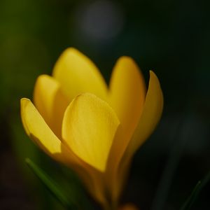 Preview wallpaper crocus, flower, macro, petals, plant, yellow
