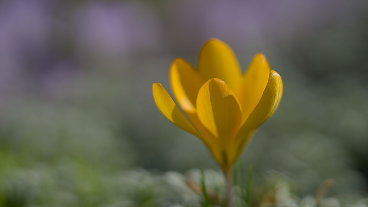 Wallpaper crocus, flower, petals, yellow, spring, blur