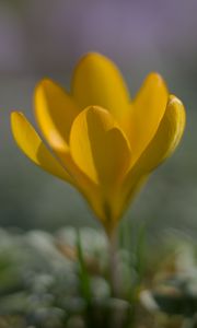 Preview wallpaper crocus, flower, petals, yellow, spring, blur