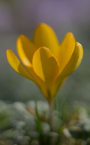 Preview wallpaper crocus, flower, petals, yellow, spring, blur