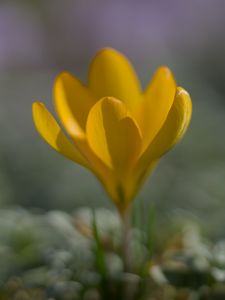 Preview wallpaper crocus, flower, petals, yellow, spring, blur