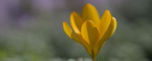 Preview wallpaper crocus, flower, petals, yellow, spring, blur