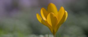 Preview wallpaper crocus, flower, petals, yellow, spring, blur