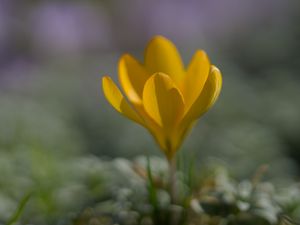 Preview wallpaper crocus, flower, petals, yellow, spring, blur