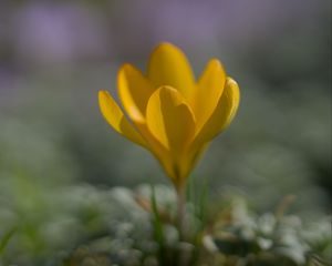 Preview wallpaper crocus, flower, petals, yellow, spring, blur