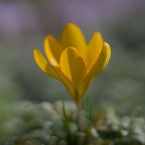 Preview wallpaper crocus, flower, petals, yellow, spring, blur