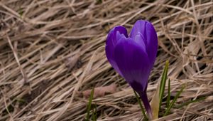 Preview wallpaper crocus, flower, petals, purple, spring, grass, dry