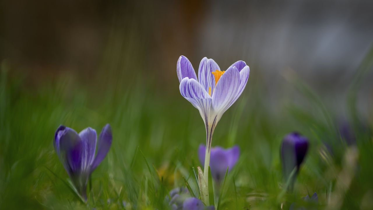 Wallpaper crocus, flower, petals, grass, purple