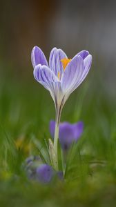 Preview wallpaper crocus, flower, petals, grass, purple