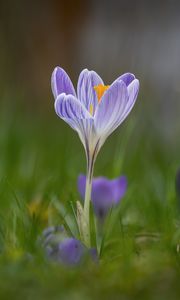 Preview wallpaper crocus, flower, petals, grass, purple