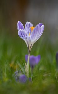 Preview wallpaper crocus, flower, petals, grass, purple