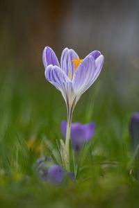 Preview wallpaper crocus, flower, petals, grass, purple