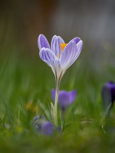 Preview wallpaper crocus, flower, petals, grass, purple